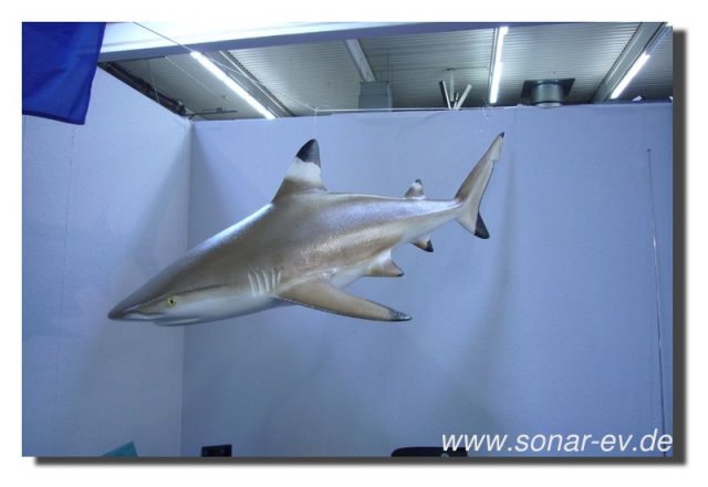 Dortmund2011_001